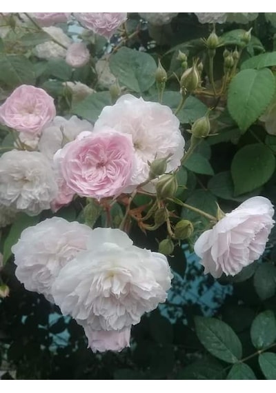 White Rose Sapling Beyaz Gül Fidanı Saksıda 10-20 Cm
