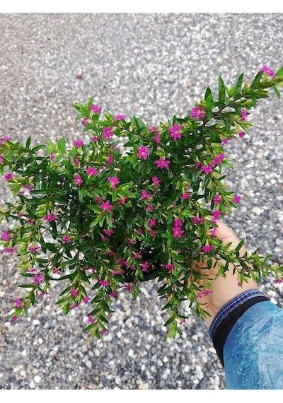 Serada Decor Plant Kufeya Cennet Çiçeği Mor - Cuphea Hyssopifolia 20-30cm İç Mekan Bitkileri