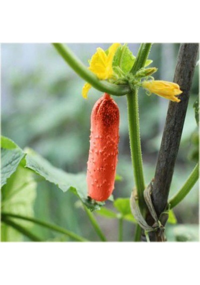 Nadir Ithal Kırmızı Salatalık Tohumu Ekim Seti 3 Tohum Red Cucumber Saksı Toprak Kombin