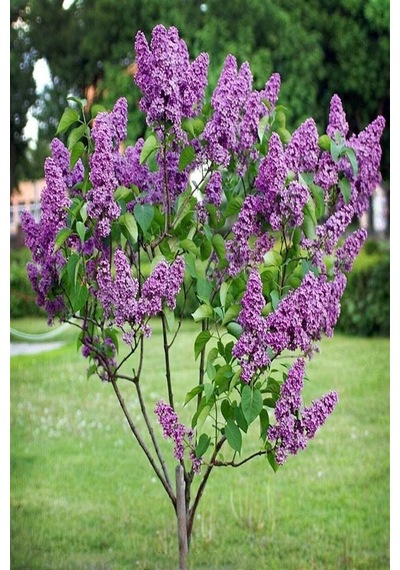 2 Adet Leylak Fidanı(Syringa chinensis ), Büyük 1 Metre , Saksılı
