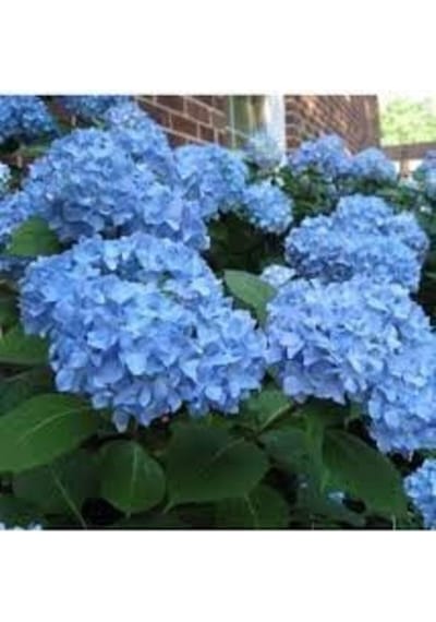 Ortanca Fidanı Hydrangea Macrophylla , Mavi
