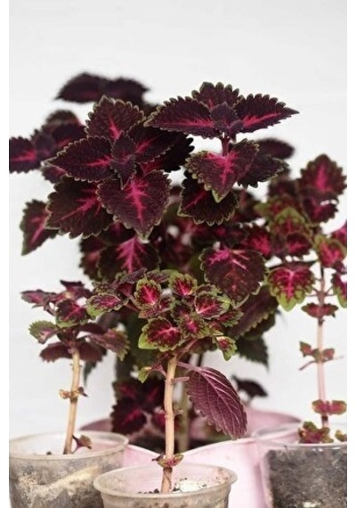 Leaf Beauty Kolyos Flower Yaprak Güzeli Kolyos Çiçeği 3 Adet