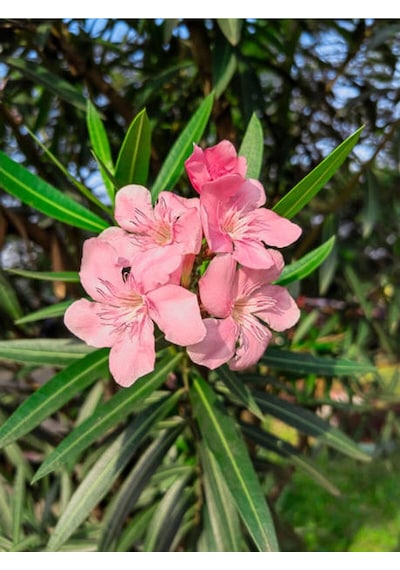 Zakkum Fidanı Pembe 1 Adet Saksılı/tüplü 70-100cm Dış Mekan Oleander