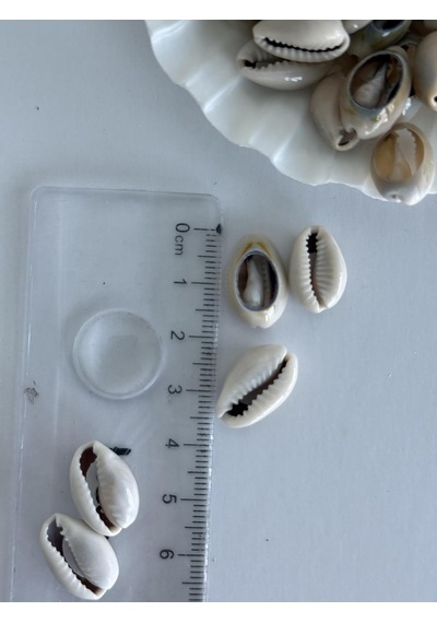160 Adet Deniz Kabugu/kesik Anullus/tazı Boncugu / 1-2 Cm Diğer