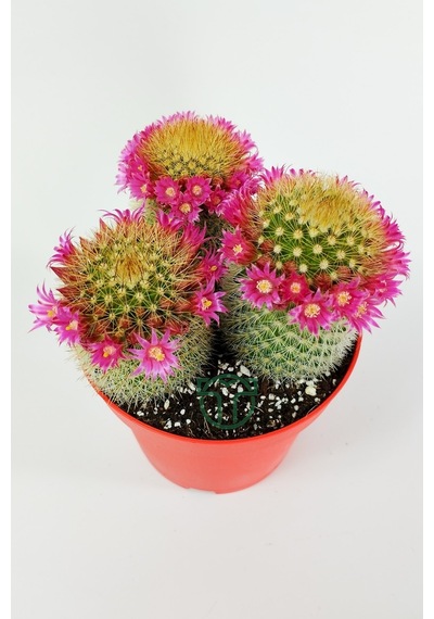 Mammillaria Spinosissima Taç Pembe Çiçekli Kaktüs 3 Adet Büyük Bo