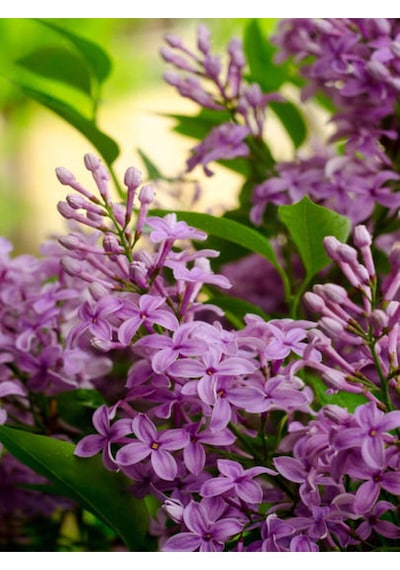 Videolu Mis Kokulu Mor Leylak Ağacı Fidanı Tüplü/saksılı 65-90 Cm Bahçe Bitkisi Lilac Tree