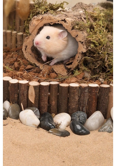 Hamster Asma Köprü, Fare Gerbiller Ve Diğer Küçük Hayvanlar Için Uzun Tırmanma Merdiveni