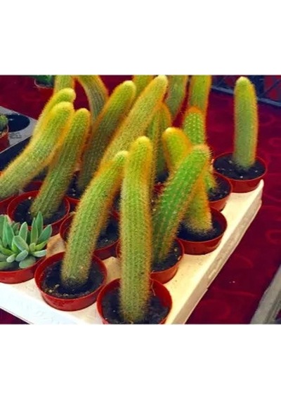 Serada Decor Plant Hildewintera Aureispina Maymun Kuyruğu İthal Kaktüs