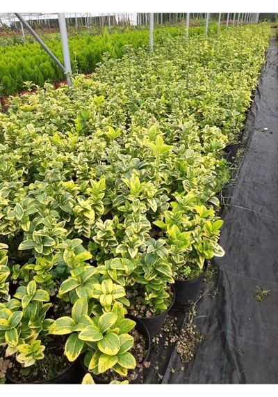 Videolu Altuni Taflan 5 Adet Saksılı/ Tüplü 30-50cm Dış Mekan Bitkisi Euonymuus Japonica