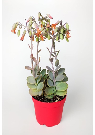 Bryophyllum Fedtschenkoi Kalanchoe Sukulent 8.5 Cm Saksıda