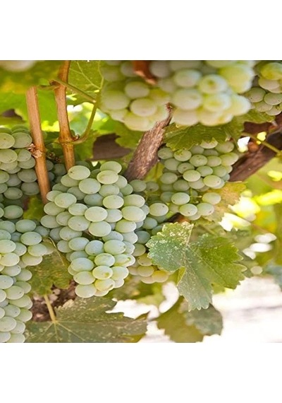 Verimli Sauvignon Blanc Üzüm Fidanı, Tüplü Ve Sağlıklı Gelişim