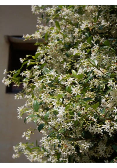 Videolu Yasemin Beyaz Çiçekli Kokulu Şarmaşık 90-120 Cm 1 Adet Dış Mekan Bitkisi Star Jasmine