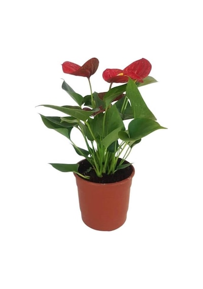 Mini Antoryum Flamingo Çiçeği