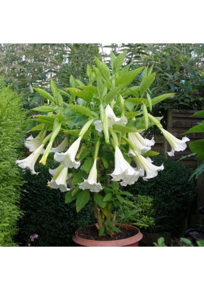 Angel Trumpet Çiçeği Tohumu Melek Borazanı Çiçeği Tohumu Eklm Seti 5 Adet Tohum+ Saksı + Toprak