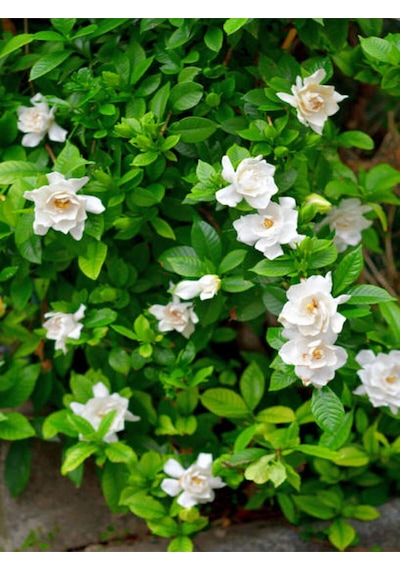 Videolu Kokulu Gardenya Bitkisi 25-40 Cm Saksılı/tüplü Dış Mekan Sarmaşık Bitkileri Jasminoides