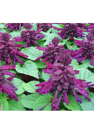 Mor Ateş Çiçeği - Salvia F1 Tohumu 30 Tohum