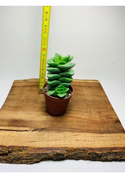 Crassula Springtime Sukulent Top Şeklinde Çiçek Açar