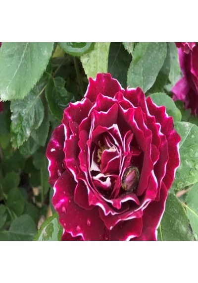 Tr Kokulu Clove Rose Karanfil Yediveren Sarmaşık Gül 5 Adet