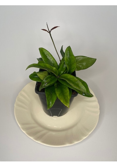 Hoya Dasyantha Kokulu Mum Çiçeği