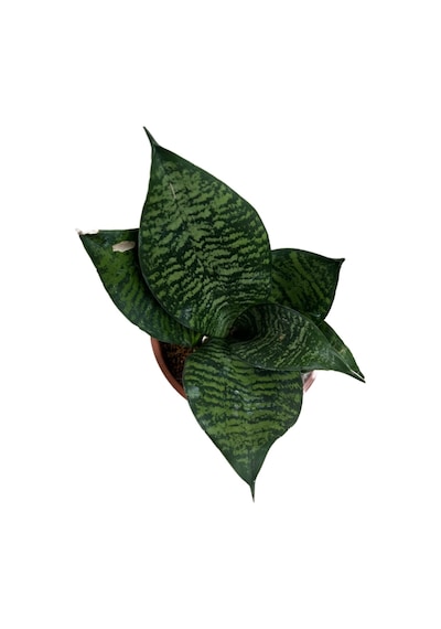 Sansevieria Zeylanica Paşa Kılıcı Ø12 Cm H20-25 Cm