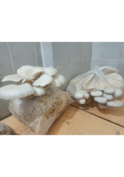 40 Kg İstiridye Mantarı Tohumu 1 adet