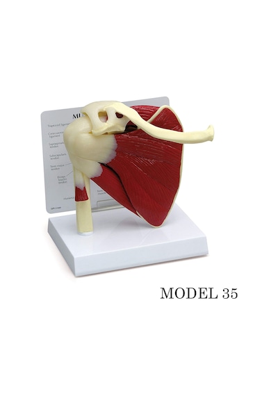 Omuz Eklemi Maketi Kas. Tendon Eklem Modeli Model 35