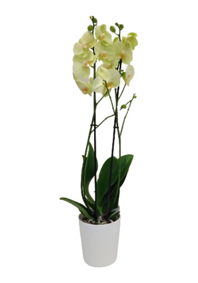 Orkide Sarı Seramik Saksıda 60-80cm - 256461429