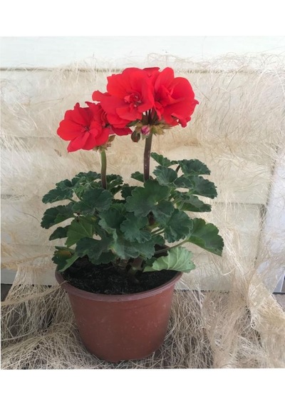 1 Adet Sardunya Çiçeği+ 1 Adet Telgraf Çiçeği Fidanı İkili Set