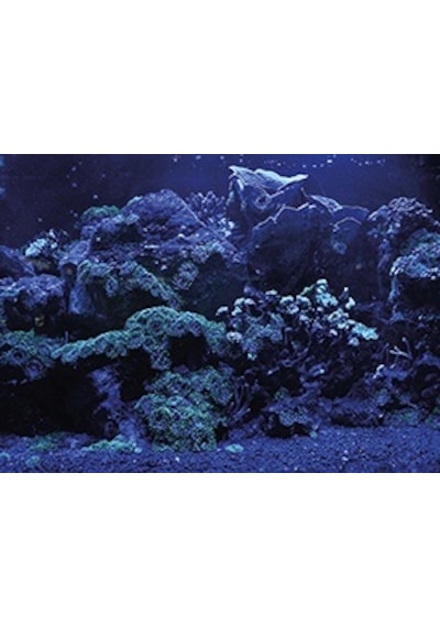Kanki Pet 55 Cm Akvaryum Arka Fon Yapıştırma 55x40 Cm Kp5540025