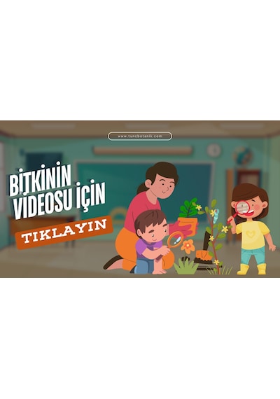 Kalanşo Çiçeği Kalanchoe 10 Adet Karışık Renklerde