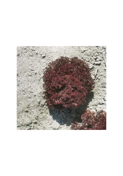 Kırmızı Kıvırcık Marul Tohumu - 5 Gram