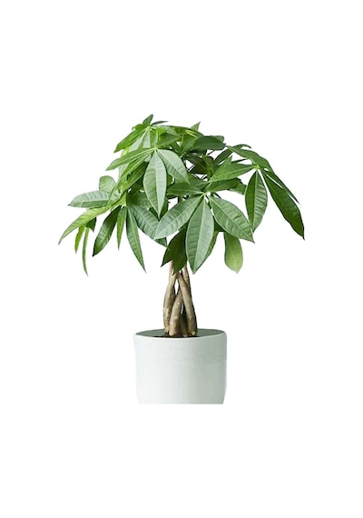 Para Ağacı – Pachira Aquatica 20- 30 cm