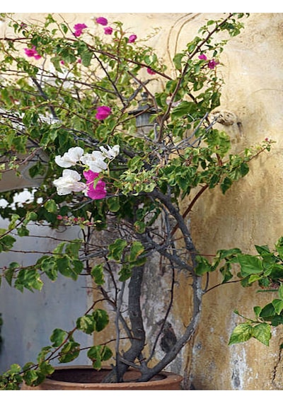 Çift Renkli Pembe Beyaz Begonvil 40 60 Cm 1 Adet Tüplü Iç/ Dış Mekan Bitki Bougainvillea Diğer