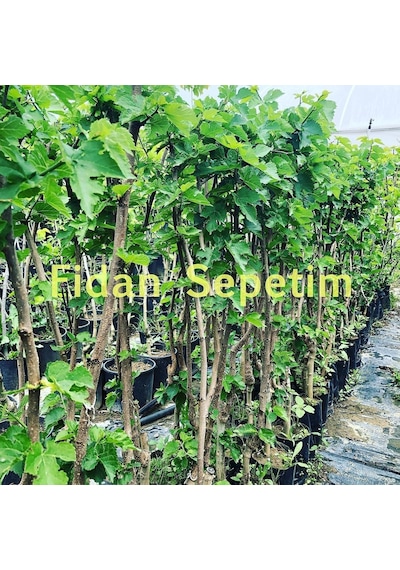 3 Yaş Aşılı Ekşi Kara Urmu Dut Fidanı