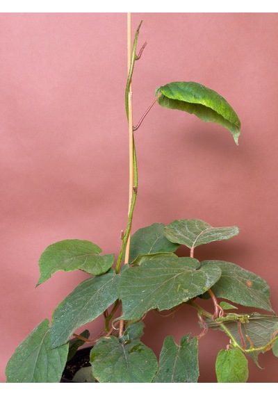 Dişi Kivi Actinidia Deliciosa 80 Cm Saksılı Meyve Fidanı