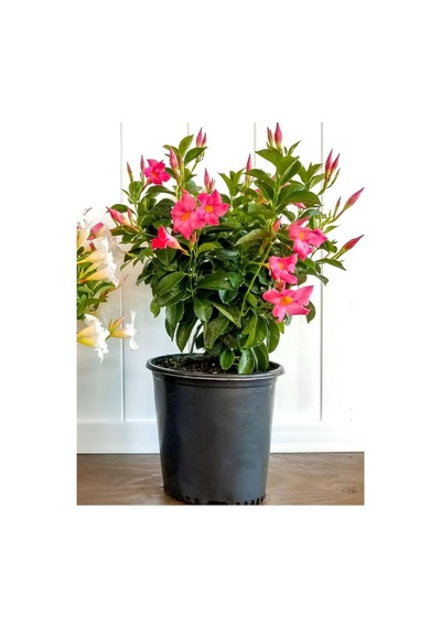 Pembe Çiçekli Mandevilla Sandavilla Saksılı Tırmanıcı, 30-60 Cm, Dış Mekan Sarmaşık