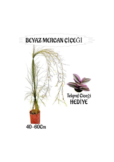 Beyaz Mercan Çiçeği 1 Adet Sakıslı Telgraf Çiçeği Hediye Bahçe Teras Bitkisi