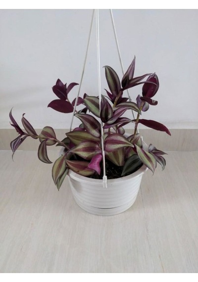 Mor Alacalı Zebra Yapraklı Telgraf Çiçeği 1 Adet Saksılı 30-50cm
