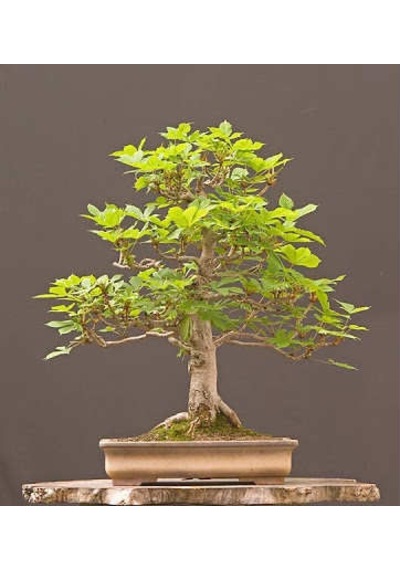 Bodur Beyaz Dut Bonzai Ağacı Tohumu 5 Tohum + Bonsai Tohumu
