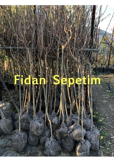 4 Yaş Aşılı Ekşi Kara Urmu Dut Fidanı N11.838