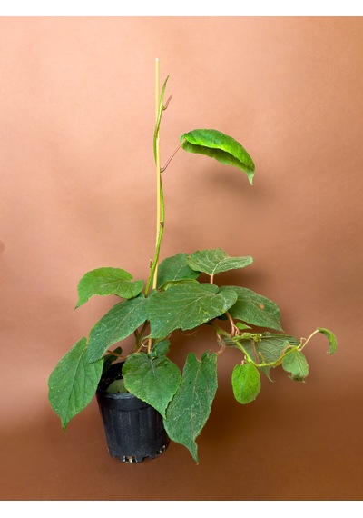 Dişi Kivi Actinidia Deliciosa 80 Cm Saksılı Meyve Fidanı