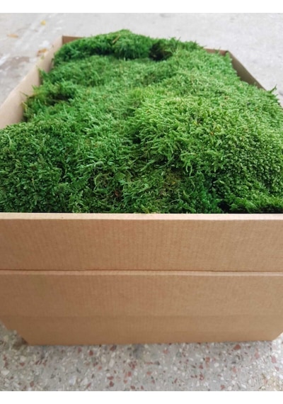 Şoklanmış Flatmoss. Kara Yosunu. Korunmuş Yosun 250 Gr.