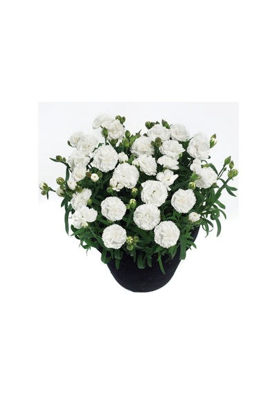 Videolu Beyaz Karanfil 20 40 Cm 1 Adet Saksılı Çiçekli Bodur Bitki Dianthus Caryophyllus