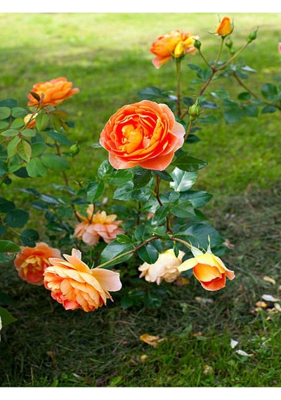 Yediveren Kavuniçi Renginde Gül Fidanı 30 50 Cm 2 Adet Saksılı Aşılı Gül Rose