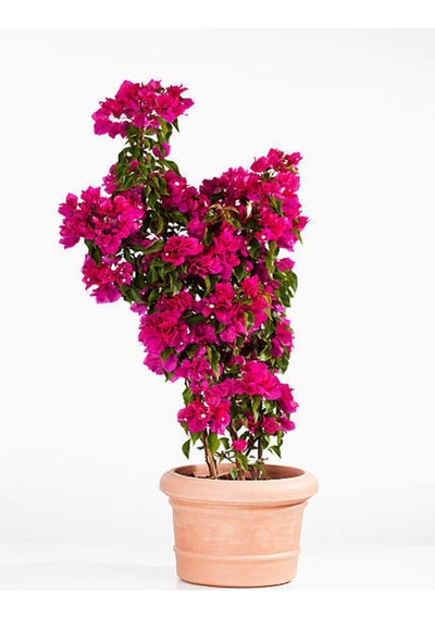 Fuşya Begonvil Çiçeği Fidesi 60-110 Saksılı Çiçekli Bodur Bitkiler Bougainvillea Seedling