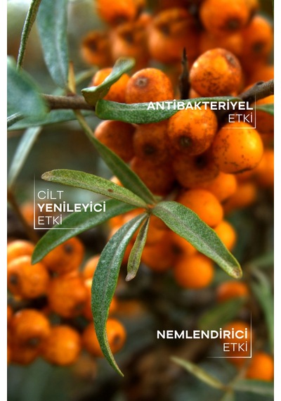Tto Yabani Iğde Yağı 10 Ml