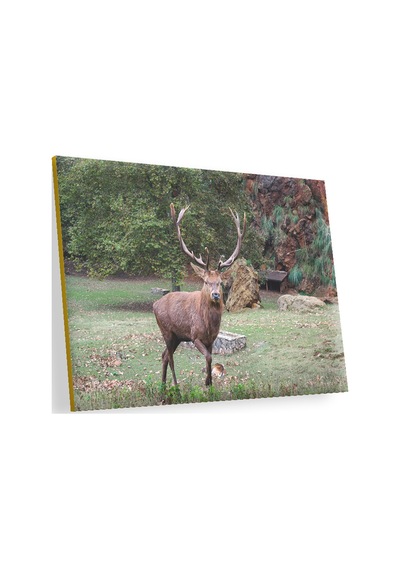 Cakasepetim Ormandaki Erkek Geyik Ahşap Mdf Tablo