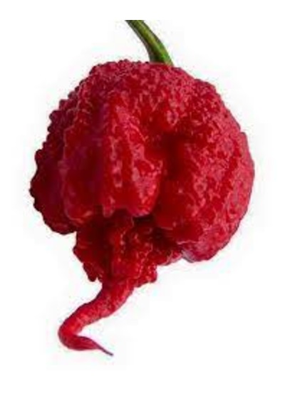 20 Adet Tohum Kırmızı Dünyanın En Acı Biberi Habanero Biberi Tohu