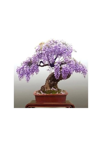 3 Adet Wisteria Bonsai Ağacı Tohumu, Bahçe İçin Özel Seçim