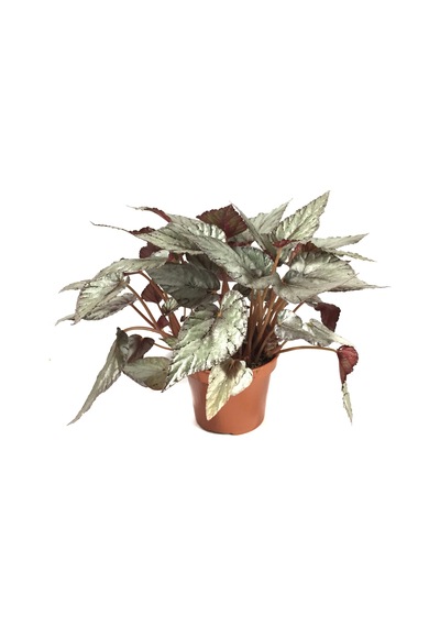 Begonia Rex 'Arctic Breeze' (Begonya Çiçeği) Ø12 CM Y25-30 CM